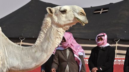 Des juges saoudiens regardent un chameau lors du festival annuel du chameau du roi Abdulaziz à Rumah (Arabie saoudite). (FAYEZ NURELDINE / AFP)