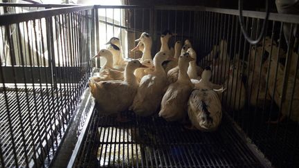 Un élevage de canards à Mugron (Landes), le 13 janvier 2021. (ALAIN PITTON / NURPHOTO / AFP)