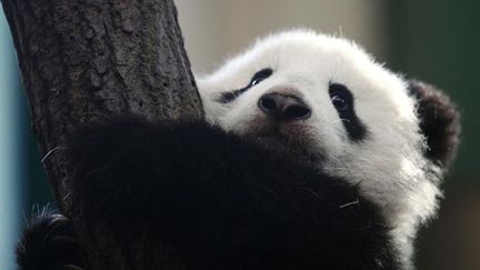  (Les triplés pandas sont nés le 29 juillet © REUTERS / Heinz-Peter Bader)