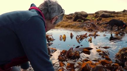 Finistère : dans le quotidien de Scarlette, la jardinière de la mer