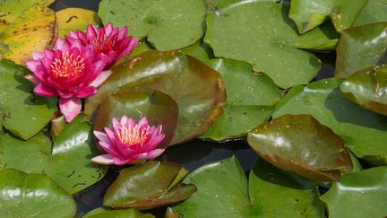 "En dehors de la peinture et du jardin, je ne suis bon à rien" (Claude Monet). (ISABELLE MORAND / RADIO FRANCE / FRANCE INFO)