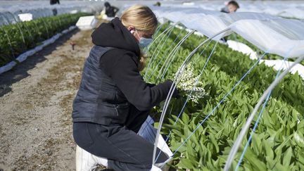 Lors de la&nbsp;récolte du muguet à Saint-Philbert-de-Grand-Lieu, près de Nantes, le 27 avril 2021. Photo d'illustration. (SEBASTIEN SALOM-GOMIS / AFP)