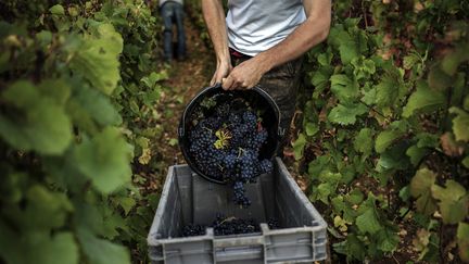 Vaucluse : le raisin de table se ramasse en ce moment