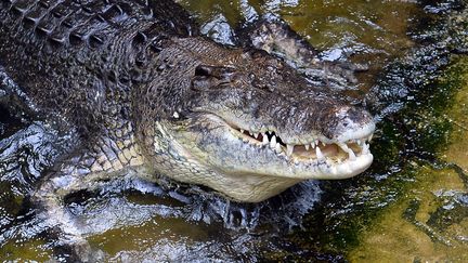 Un crocodile dans le zoo de Sydney (Australie), le 3 mars 2014. (SAEED KHAN / AFP)