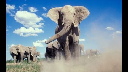 Kenya, parc national d&#039;Amboseli, Elephant de savane, Loxodonta africana, troupe, femelle chargeant
 (www.denis-huot.com)