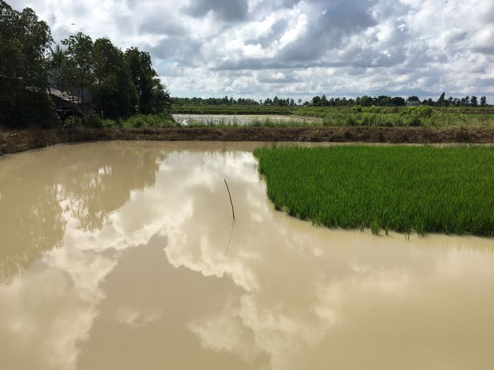 Peu à peu, dans le delta du Mékong, l'élevage des crevettes remplace la culture du riz. (DOMINIQUE ANDRÉ / RADIO FRANCE)