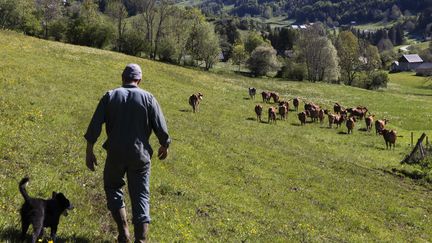 Un éleveur de bétail continue de travailler pendant la période confinement, massif de la Chartreuse, mai 2020. (VINCENT ISORE / MAXPPP)