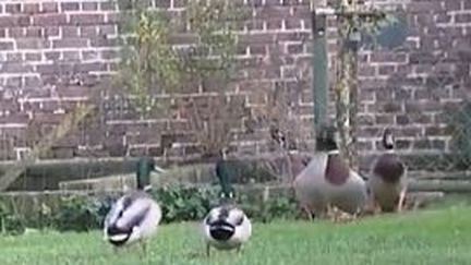 Sécurité routière : des canards pour remplacer les dos d'âne