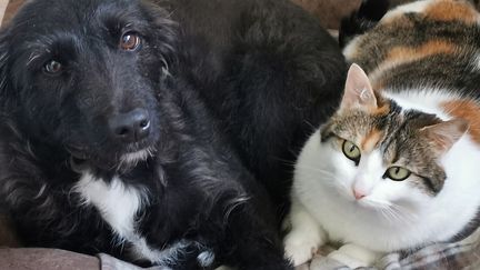 Le gouvernement&nbsp;a autorisé jeudi 16 avril les déplacements liés à l'adoption d'un animal à la SPA, permettant ainsi à de nombreux chiens et chats&nbsp;d'espérer trouver un foyer. Photo d'illustration. (CECILE MIMAUT / RADIO FRANCE)