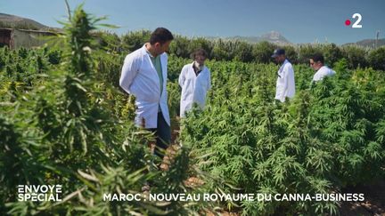 Maroc : nouveau royaume du canna-business (ENVOYE SPECIAL / FRANCE 2)