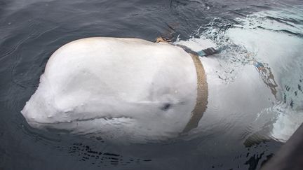 Un béluga portant un harnais repéré au large de la région arctique du Finnmark, dans le Grand nord norvégien, le 26 avril 2019. (JORGEN REE WIIG / NTB SCANPIX / NORWEGIAN DIRECTORATE OF FISHERIES / AFP)