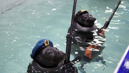 Russie : deux phoques dans un aquarium sibérien fêtent aussi la Victoire alliée