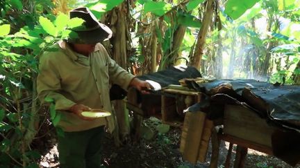 Le 13 Heures en week-end vous emmène sur les traces d’un miel un peu particulier.&nbsp;À&nbsp;Cuba, est produit un nectar 100&nbsp;% naturel. Les abeilles évoluent même entre les bananiers. C’est un miel qui aurait même, dit-on, des vertus médicinales. (CAPTURE ECRAN FRANCE 2)