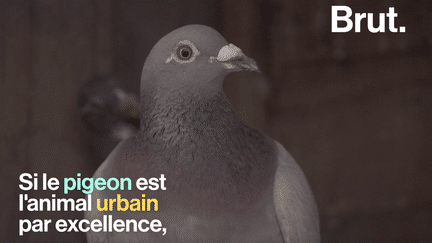 VIDEO. Aujourd’hui, il envahit les villes… mais d’où vient le pigeon ?&nbsp; (BRUT)