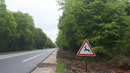 Une route, dans la forêt de Fontainebleau. (ISABELLE PIROUX / FRANCE-BLEU PARIS)