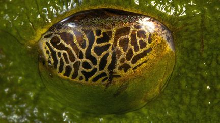 Une grenouille arboricole. (JOEL SARTORE / NATIONAL GEOGRAPHIC / CATERS NEWS AGENCY / SIPA)