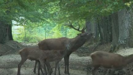 Automne : la saison du brame a débuté pour les cerfs de la forêt de Rambouillet