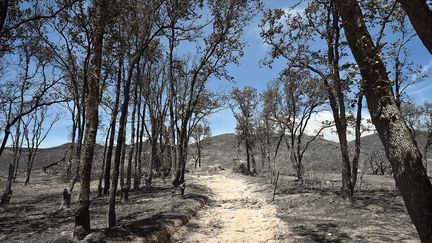 Des arbres br&ucirc;l&eacute;s tout le long d'une route couverte de cendres o&ugrave; les maisons ont &eacute;t&eacute; d&eacute;vast&eacute;es pr&egrave;s du lac Clear en Californie, le 2 ao&ucirc;t 2015. (JOSH EDELSON / AFP)