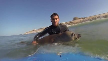 Le phoque "You" sur une planche de surf &agrave; Lacanau.&nbsp; (BERTRAND CHAUSSADE / YOUTUBE)