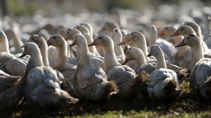 Ces&nbsp;canards&nbsp;sont élevés en extérieur à Benesse-Maremne, dans le sud-ouest de la France,&nbsp;le 10 décembre 2015 (IROZ GAIZKA / AFP)