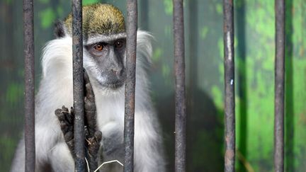 Un macaque en cage au zoo de Giseh, dont les installations remontent à 1831. (MOHAMED EL-SHAHED / AFP)