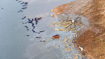 Des crocodiles attaquent un troupeau d'hippopotames sur les bords de la rivi&egrave;re Luangwa (Zambie), le 16 avril 2014.&nbsp; (MERCURY PRESS / CATERS NEWS AGENCY / SIPA)