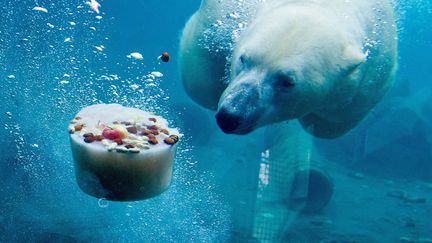 L'ours polaire Nanuq devant un gateau glac&eacute; compos&eacute; de poisson, de viande et de fruits au zoo de Hanovre (Allemagne), le 7 janvier 2014. (MAXPPP)