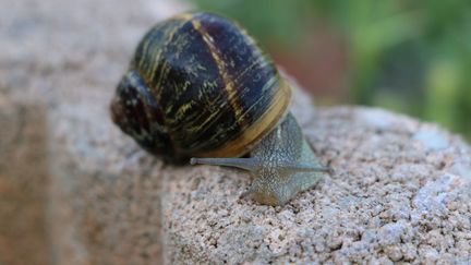 Un escargot dans la région de Rennes (Ille-et-Vilaine). (BENJAMIN FONTAINE / RADIO FRANCE)