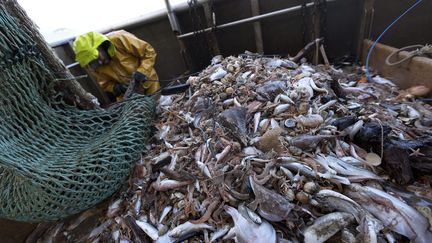 des poissons ramenés à bord d'un chalutier de Sète (Hérault). (GUILLAUME BONNEFONT / MAXPPP)