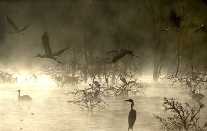 Hérons, pélicans, cormorans, aigles pêcheurs, le lac est un paradis pour oiseaux. (Géo Pascal MAITRE)