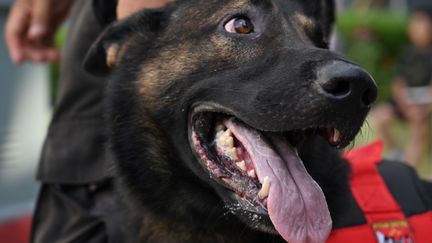 Un chien renifleur pour la police indonésienne. Illustration. (ADEK BERRY / AFP)