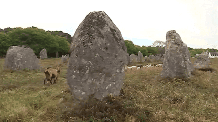 La transhumance des moutons en Bretagne