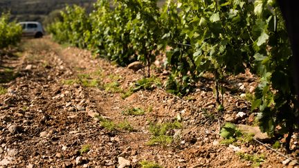 Des vignes affectées par la sécheresse. Image d'illustration. (NICOLAS PARENT / MAXPPP)