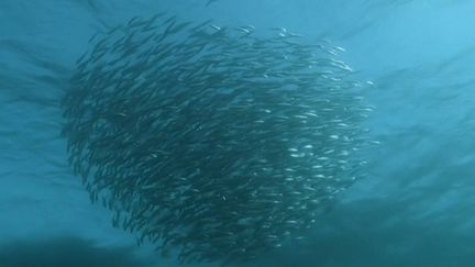 Pendant l'hiver austral, la côte est de l'Afrique du Sud devient le théâtre d'un événement naturel spectaculaire : une migration sur plusieurs de mois de millions de sardines. (CAPTURE ECRAN FRANCE 2)