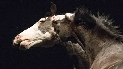 "Ex-Anima" du théâtre Zingaro-Bartabas est joué au fort d'Aubervilliers (93) jusqu'à la fin de l'année 2017 puis en tournée en 2018
 (Marion Tubiana)