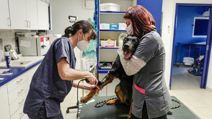 Des vétérinaires référents vont pouvoir signaler les éventuelles maltraitances animales constatées lors de leurs consultations au pôle de justice spécialisé de Toulouse. (Thomas Jouhannaud / MaxPPP)