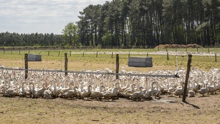 Un élevage de canards en Vendée, le 5 mai 2017. (MAXPPP)