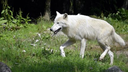 &nbsp; (Loup blanc au zoo d'Amnéville-les-Thermes en Moselle © Maxppp)