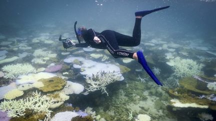 Une biologiste marine documente le blanchiment de la Grande Barrière de corail, au large de l'Australie, le 5 avril 2024. (DAVID GRAY / AFP)