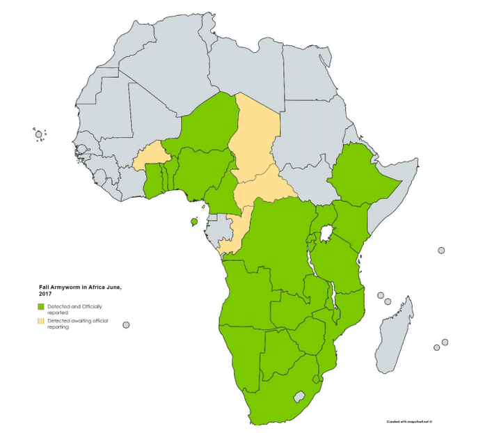 Carte de la FAO sur l'infestation de la chenille légionnaire d'automne. En vert, les zones officiellement infestées; en jaune, les régions où elle a été détectée mais en attente de rapports officiels. (Capture d&#039;écran/FAO)