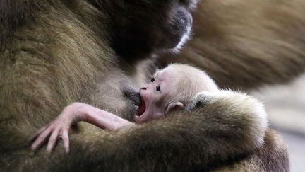 Un gibbon n&eacute; il y a douze&nbsp;jours au zoo de Saint Petersbourg (Russie)&nbsp;tente de t&ecirc;ter sa m&egrave;re, le 20 f&eacute;vrier 2015. (ANDREY PRONIN / SIPA)