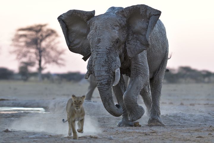 Eléphant chargeant un jeune lion dans le&nbsp;Nxai Pan National Park (nord-est du Botswana). (AFP - DIDIER COUVERT & MURIEL MOREAU / BIOSPHOTO)