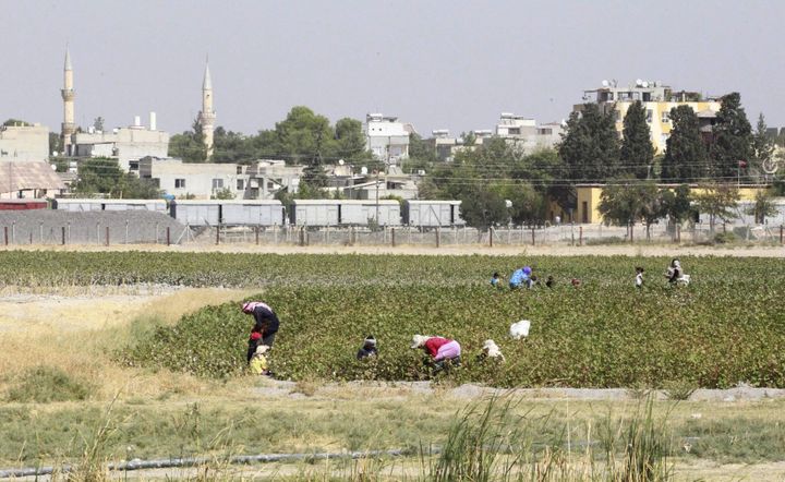 Des paysans dans un champ, près de la ville de Tel Abyad, à la frontière turco-syrienne, le 24 septembre 2014.&nbsp; (REUTERS)