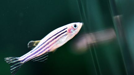 Un poisson zébre capable de faire repousser sa nageoire caudale. (BARCROFT MEDIA / BARCROFT MEDIA via GETTYIMAGES)