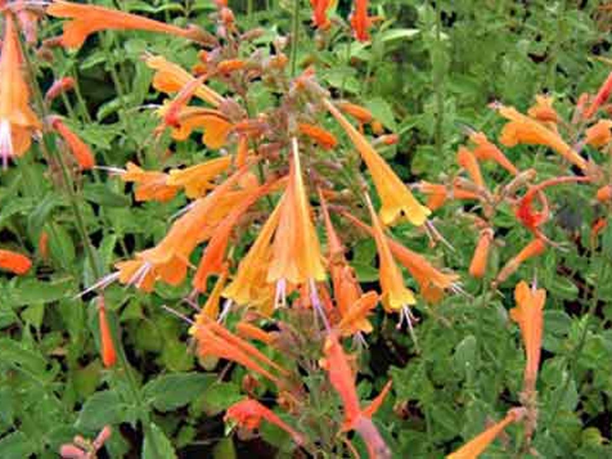 L'agastache dorée et la chlorose des rosiers