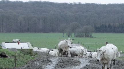 Agriculture : la vache bleue du Nord, égérie du salon