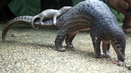 Une femelle pangolin transporte son b&eacute;b&eacute; au zoo de Bali (Indon&eacute;sie), le 19 juin 2014. (FIRDIA LISNAWATI / AP / SIPA)