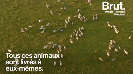 Faut-il laisser les animaux d'une réserve naturelle mourir de faim ? Cette question est devenue une polémique nationale aux Pays-Bas. Explications. (BRUT)