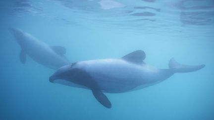 Le dauphin Maui, dont le cas est abord&eacute; mercredi 12 juin 2013 par la&nbsp;Commission baleini&egrave;re internationale (CBI), r&eacute;unie en Cor&eacute;e du Sud,&nbsp;est une sous-esp&egrave;ce du dauphin d'Hector, une esp&egrave;ce end&eacute;mique de Nouvelle-Z&eacute;lande.&nbsp; (SPLAHDOWNDIRECT / REX / SIPA / SDD)