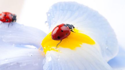 &nbsp; (Des iris et des coccinelles dans vos jardins © Mashe / Fotolia)